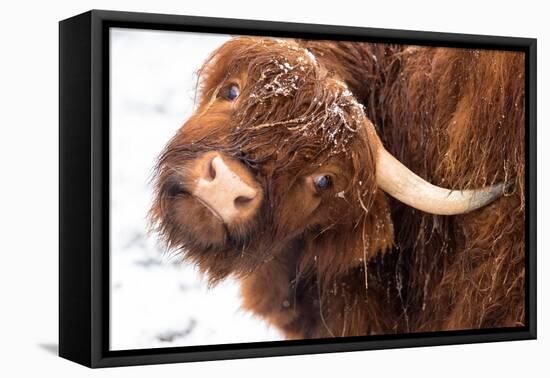 Highland cow under the snow, Valtellina, Lombardy-Francesco Bergamaschi-Framed Premier Image Canvas