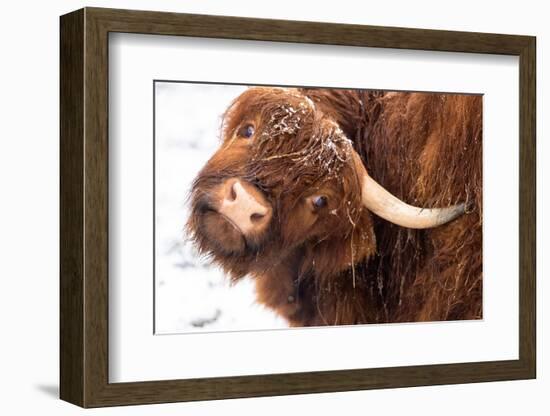 Highland cow under the snow, Valtellina, Lombardy-Francesco Bergamaschi-Framed Photographic Print