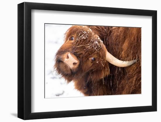 Highland cow under the snow, Valtellina, Lombardy-Francesco Bergamaschi-Framed Photographic Print