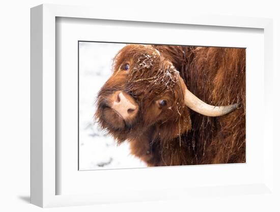 Highland cow under the snow, Valtellina, Lombardy-Francesco Bergamaschi-Framed Photographic Print