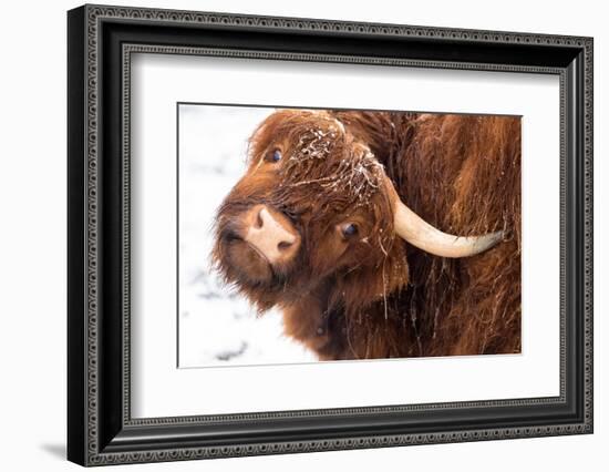 Highland cow under the snow, Valtellina, Lombardy-Francesco Bergamaschi-Framed Photographic Print