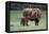 Highland Cow with Calf Calf Seeks Contact from Mother-null-Framed Premier Image Canvas