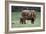 Highland Cow with Calf Calf Seeks Contact from Mother-null-Framed Photographic Print