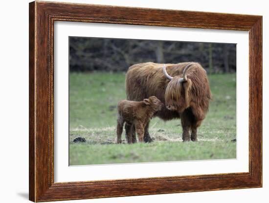 Highland Cow with Calf Calf Seeks Contact from Mother-null-Framed Photographic Print