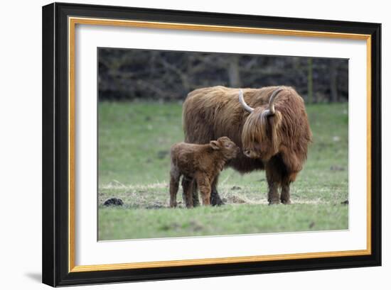 Highland Cow with Calf Calf Seeks Contact from Mother-null-Framed Photographic Print