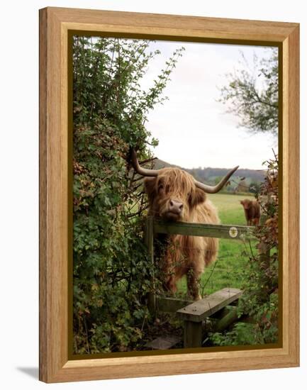 Highland Cow-Tek Image-Framed Premier Image Canvas