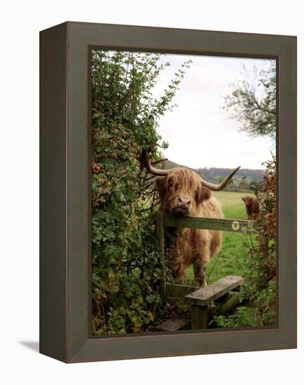 Highland Cow-Tek Image-Framed Premier Image Canvas