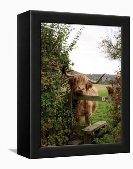 Highland Cow-Tek Image-Framed Premier Image Canvas