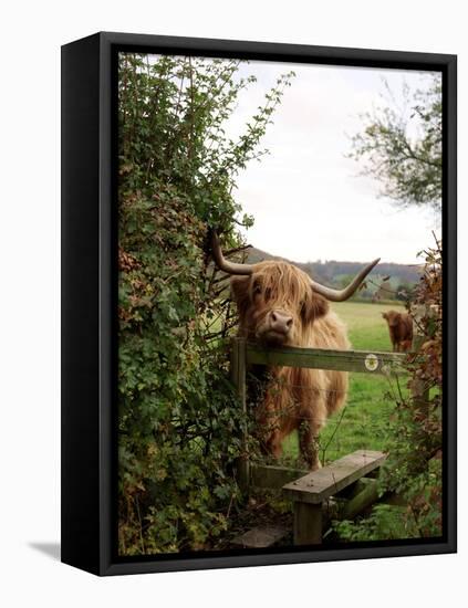 Highland Cow-Tek Image-Framed Premier Image Canvas