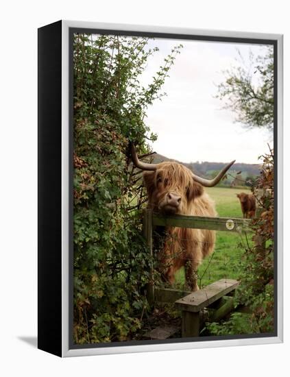 Highland Cow-Tek Image-Framed Premier Image Canvas