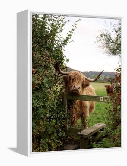 Highland Cow-Tek Image-Framed Premier Image Canvas