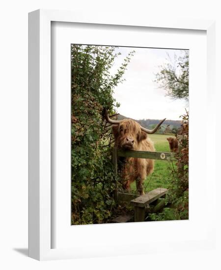 Highland Cow-Tek Image-Framed Premium Photographic Print