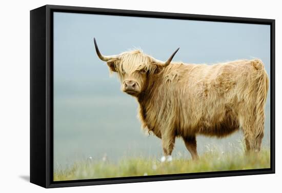 Highland Cow-Duncan Shaw-Framed Premier Image Canvas
