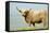 Highland Cow-Duncan Shaw-Framed Premier Image Canvas