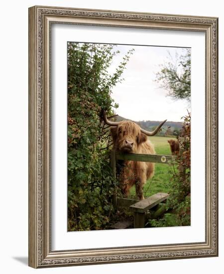 Highland Cow-Tek Image-Framed Photographic Print