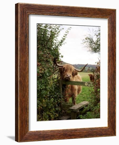 Highland Cow-Tek Image-Framed Photographic Print