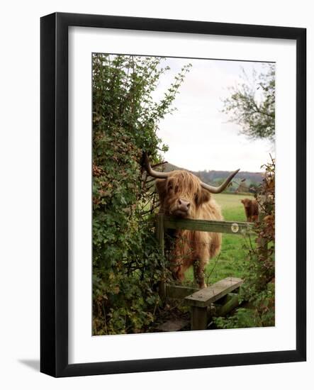 Highland Cow-Tek Image-Framed Photographic Print