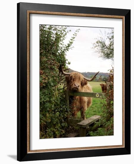 Highland Cow-Tek Image-Framed Photographic Print