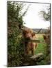 Highland Cow-Tek Image-Mounted Photographic Print
