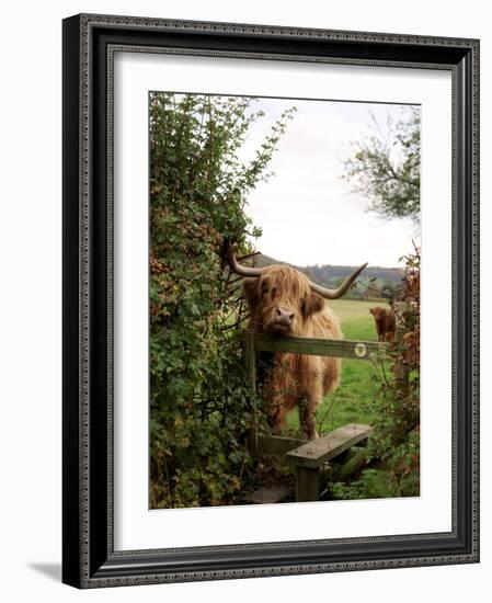 Highland Cow-Tek Image-Framed Photographic Print