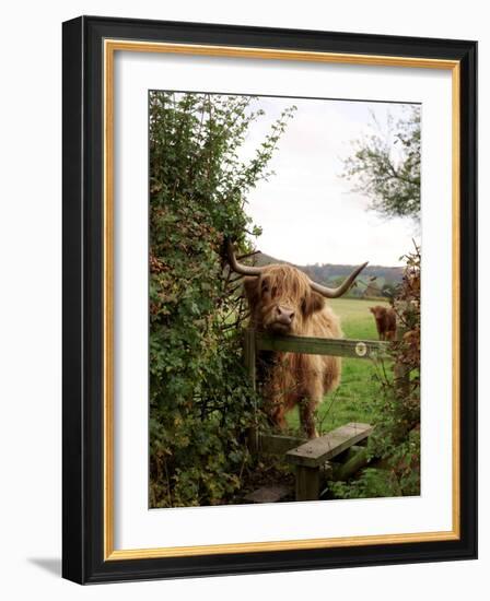 Highland Cow-Tek Image-Framed Photographic Print