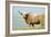 Highland Cow-Duncan Shaw-Framed Photographic Print