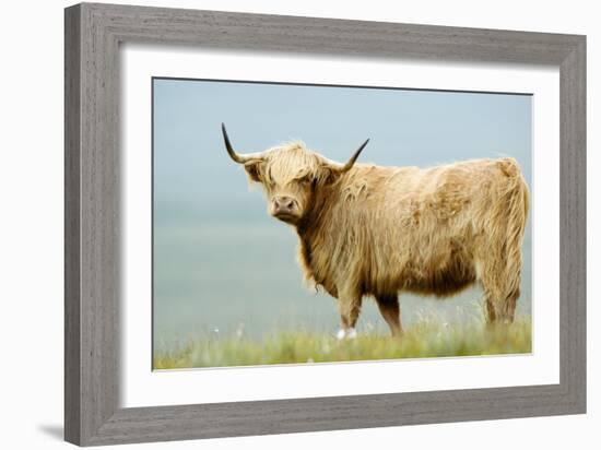 Highland Cow-Duncan Shaw-Framed Photographic Print