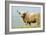 Highland Cow-Duncan Shaw-Framed Photographic Print