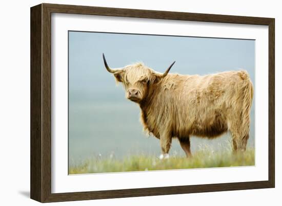 Highland Cow-Duncan Shaw-Framed Photographic Print