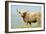 Highland Cow-Duncan Shaw-Framed Photographic Print