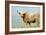 Highland Cow-Duncan Shaw-Framed Photographic Print