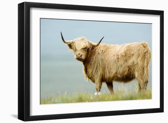 Highland Cow-Duncan Shaw-Framed Photographic Print