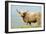 Highland Cow-Duncan Shaw-Framed Photographic Print