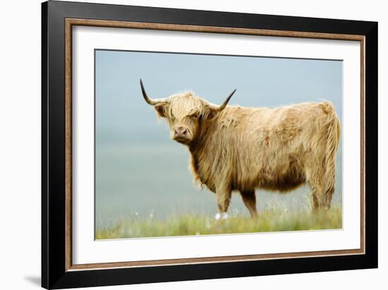 Highland Cow-Duncan Shaw-Framed Photographic Print