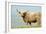 Highland Cow-Duncan Shaw-Framed Photographic Print