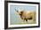 Highland Cow-Duncan Shaw-Framed Photographic Print