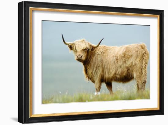 Highland Cow-Duncan Shaw-Framed Photographic Print