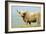 Highland Cow-Duncan Shaw-Framed Photographic Print