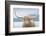 Highland Cow-James Wiens-Framed Photographic Print