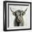 Highland Cow-Silvia Vassileva-Framed Art Print