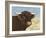 Highland Cow-Gwendolyn Babbitt-Framed Art Print