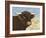 Highland Cow-Gwendolyn Babbitt-Framed Art Print