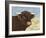 Highland Cow-Gwendolyn Babbitt-Framed Art Print