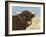 Highland Cow-Gwendolyn Babbitt-Framed Art Print