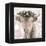 Highland Cow-Sarah Butcher-Framed Stretched Canvas