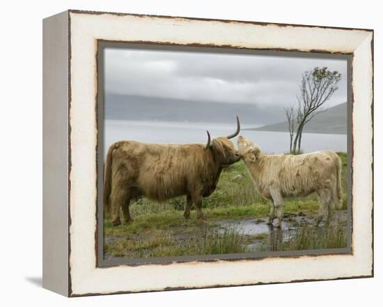 Highland Cows Courting and Grooming, Scotland-Ellen Anon-Framed Premier Image Canvas