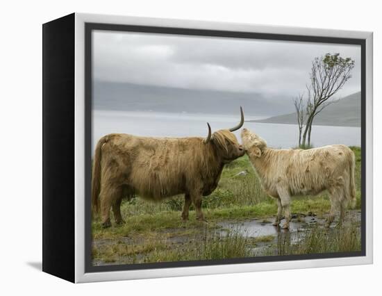 Highland Cows Courting and Grooming, Scotland-Ellen Anon-Framed Premier Image Canvas