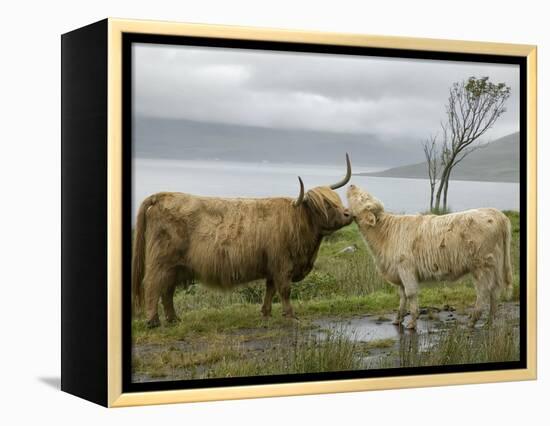 Highland Cows Courting and Grooming, Scotland-Ellen Anon-Framed Premier Image Canvas