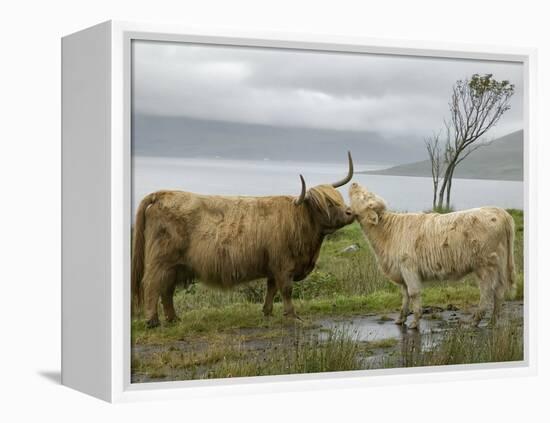 Highland Cows Courting and Grooming, Scotland-Ellen Anon-Framed Premier Image Canvas