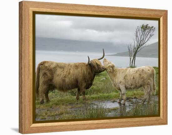 Highland Cows Courting and Grooming, Scotland-Ellen Anon-Framed Premier Image Canvas